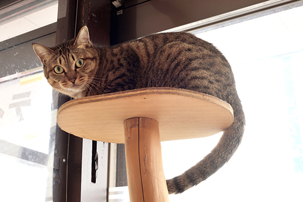 バイク好きの店のはずが猫カフェだった