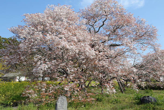 狩宿の下馬桜