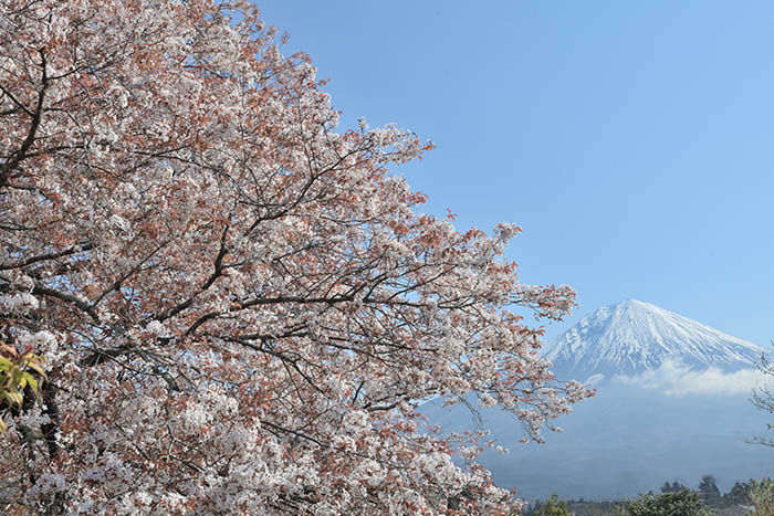 下馬桜と富士山
