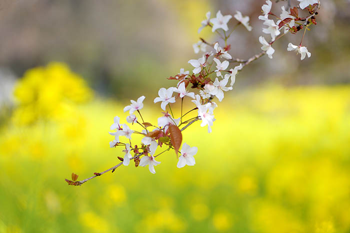 狩宿の下馬桜狩宿の花