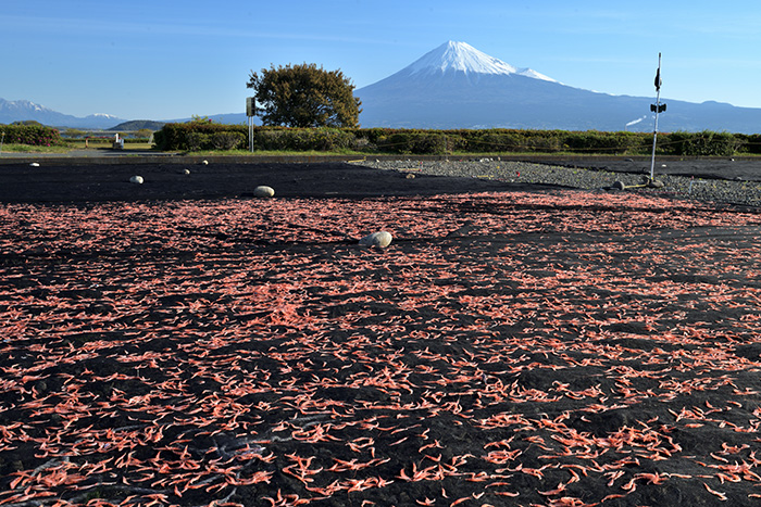 富士山と桜海老干し