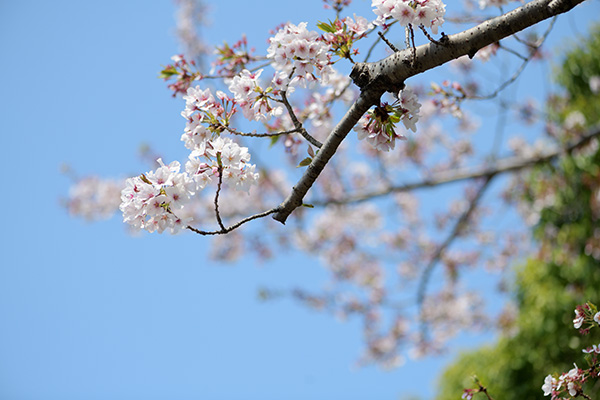 静岡市の桜もこれが見納めでしょう