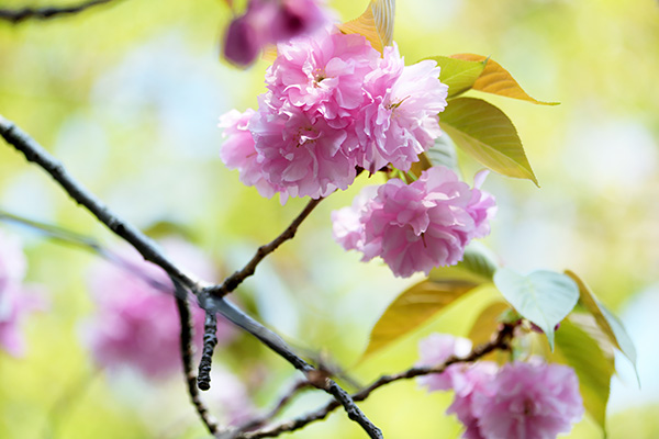 八重桜