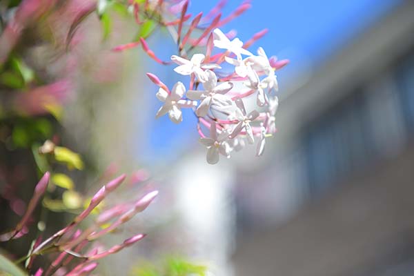 ジャスミンの花