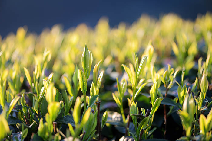 新茶の新芽