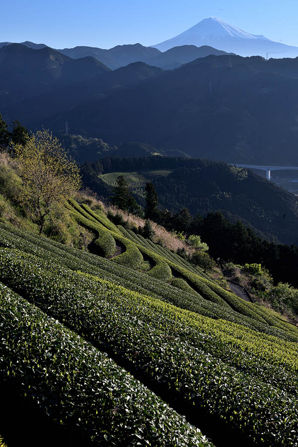 茶畑の朝