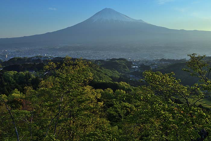 里山の新緑