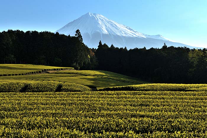 早朝の茶畑の風景