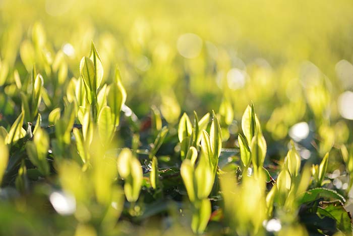 朝日に輝く茶の新芽