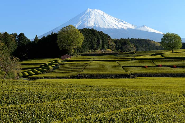 快晴、茶畑の風景