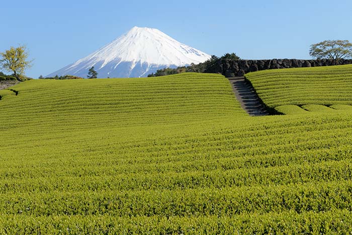 青空に耀く茶畑