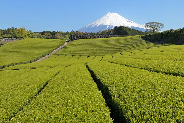 新茶の季節