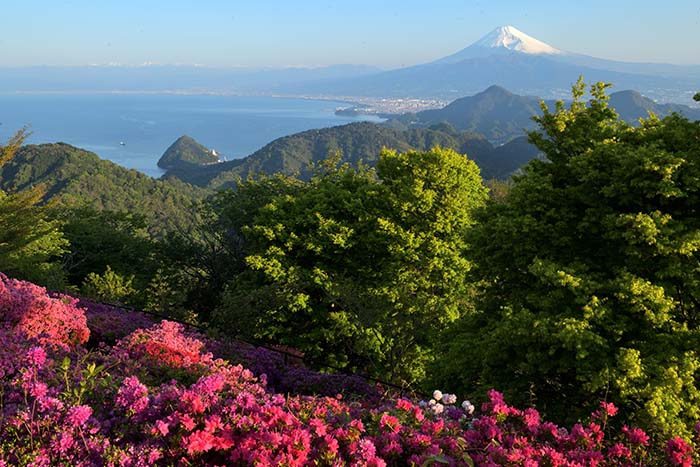 一目千本のツツジと駿河湾越しの富士山