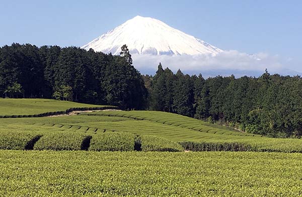 茶畑からの富士山