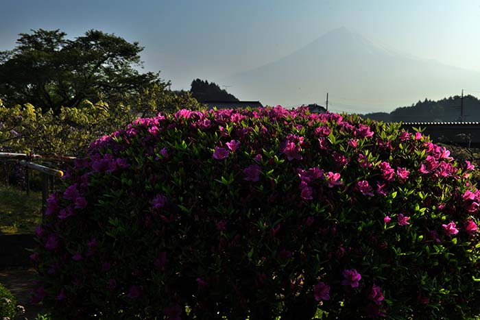 ツツジ越しの富士山