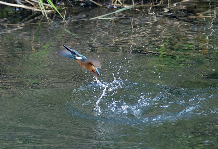 水面から登場