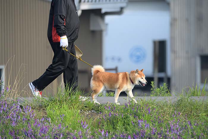 柴犬の散歩