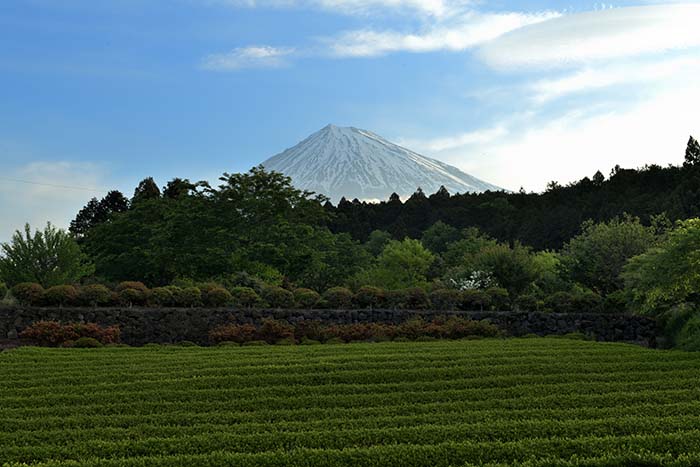 新緑の茶畑