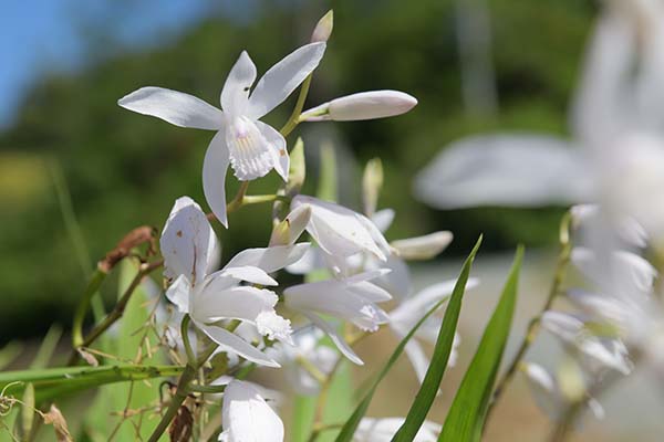 ランの花