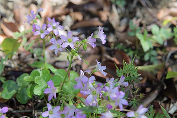 路傍の花