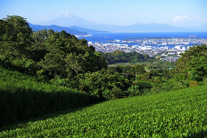 日本平旧道からの富士山