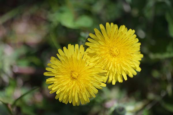 タンポポの花