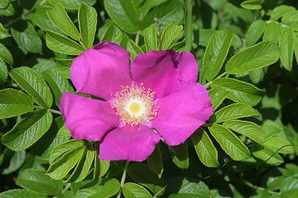 ハマナスの花が咲いていました