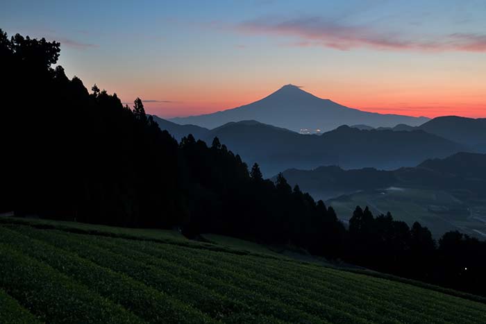 黎明の茜空と富士山と茶畑