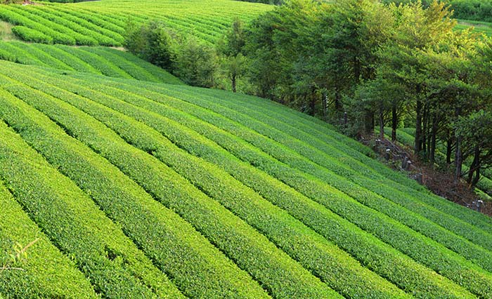 美しい山間地の茶畑