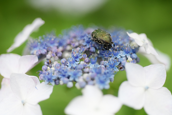 花粉をあびて