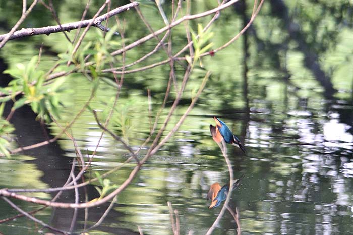 カワセミの水浴