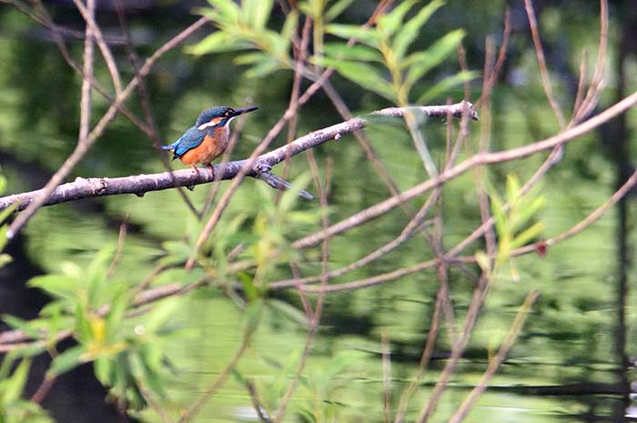 佐鳴湖のカワセミ君（雄）