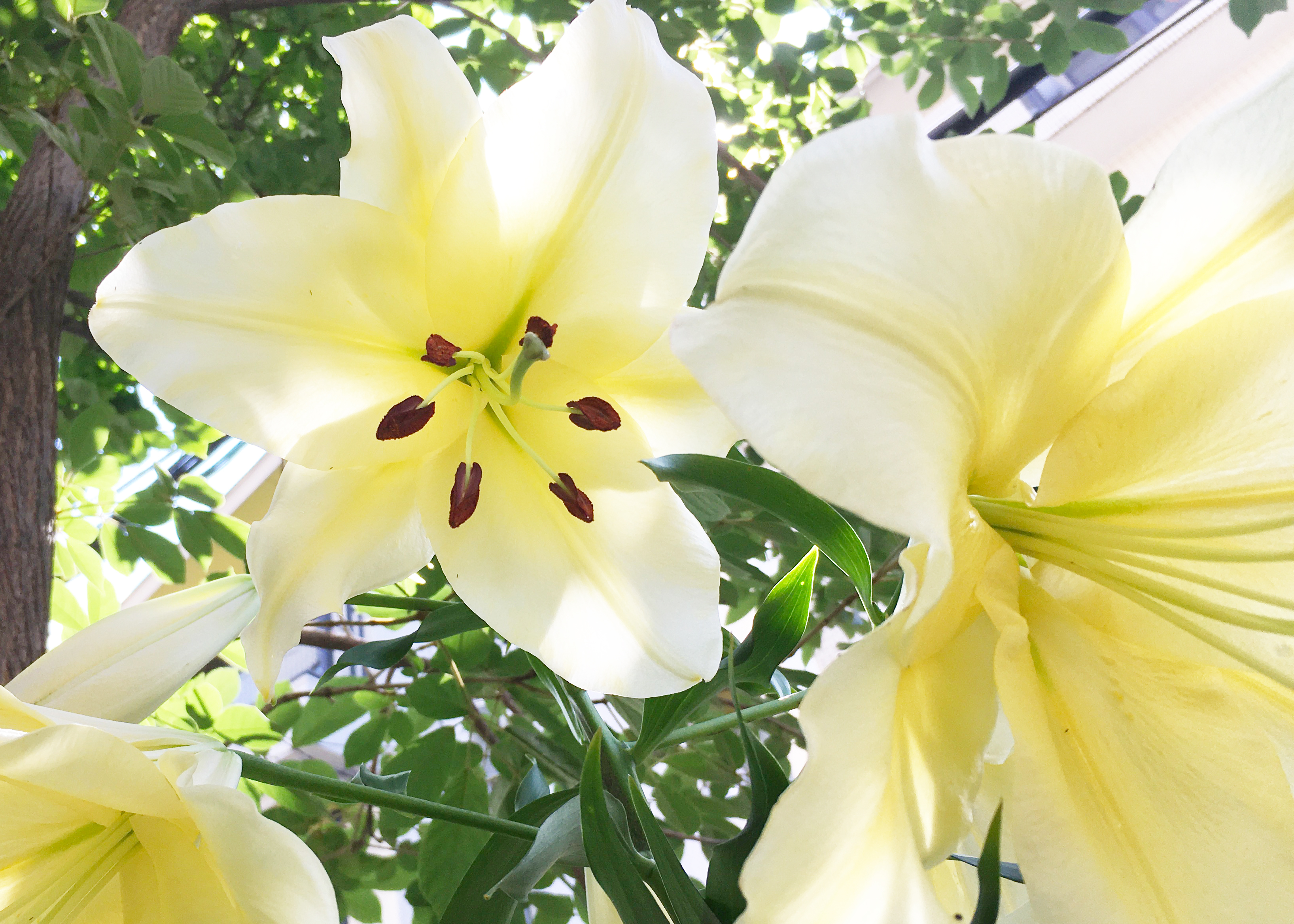 マンションのエントランスのユリの花