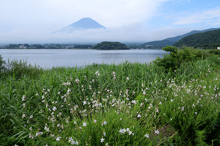 ガウラ咲く湖畔