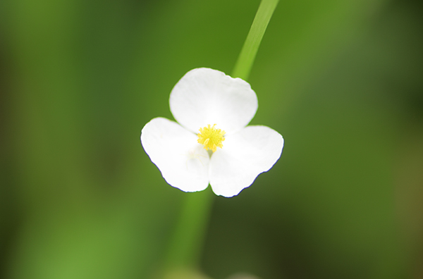 白い小さな花