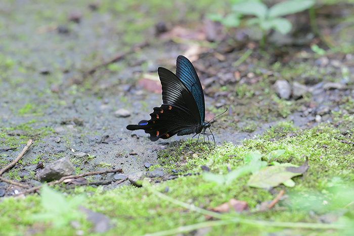 最後にカラスアゲハを撮って帰りました