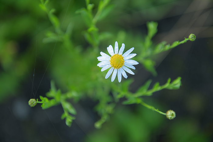 朝霧高原にて