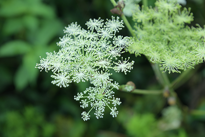 草原の花