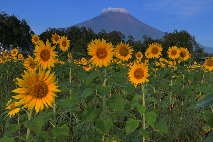 花の都公園のひまわり畑