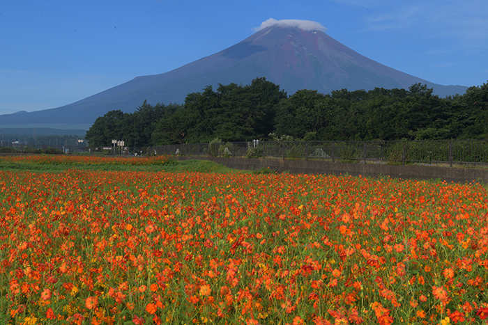 キバナコスモスと富士山