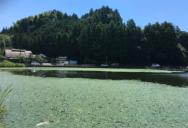 釣り堀が営業されています