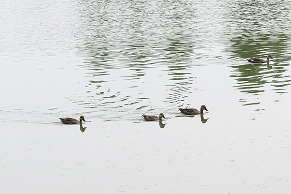 川越水上公園でモーニングを食べる。