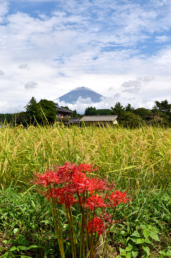 彼岸花、雨上がりの風景