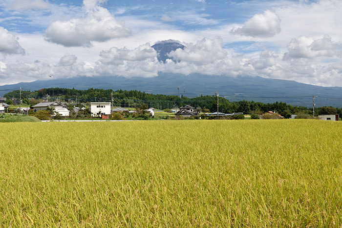 黄金色に染まったのを行く