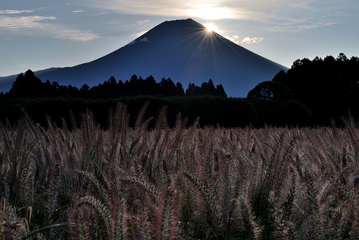 チカラシバのある日の出風景