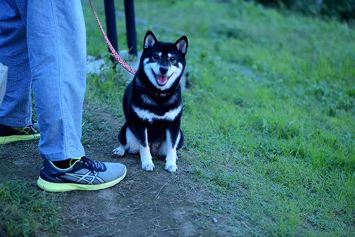 柴犬の散歩