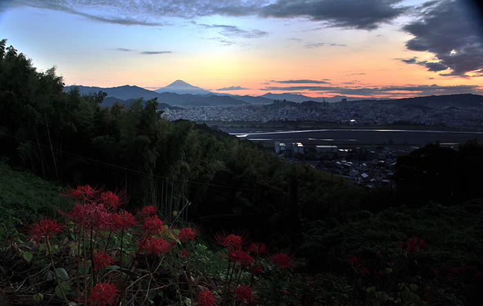 徳願寺と彼岸花