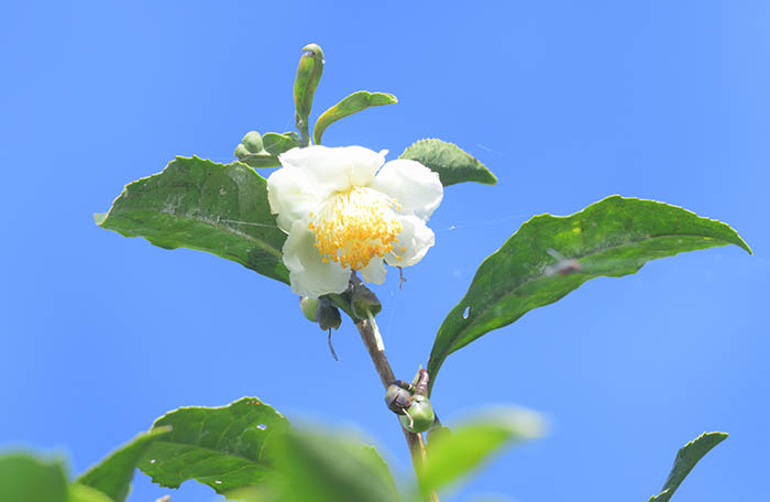 お茶の花がきれいでした