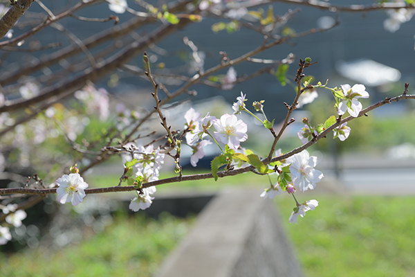 里山の桜