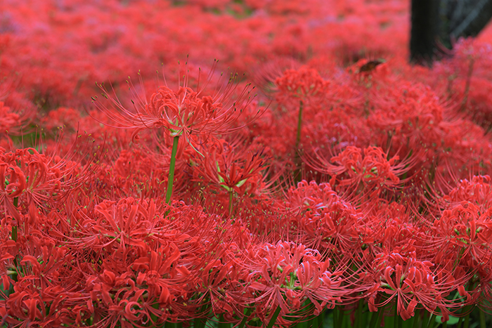 深紅の園